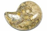 Cut & Polished Jurassic Nautilus Fossil (Half) - Madagascar #365538-1